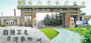 como apostar em dola na bet 365