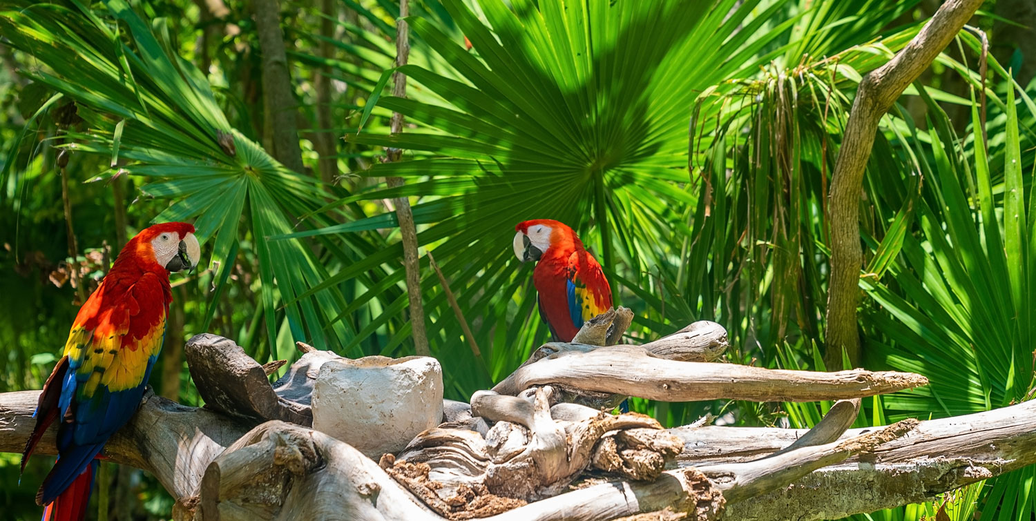 como apostar pelo celular na bet 365